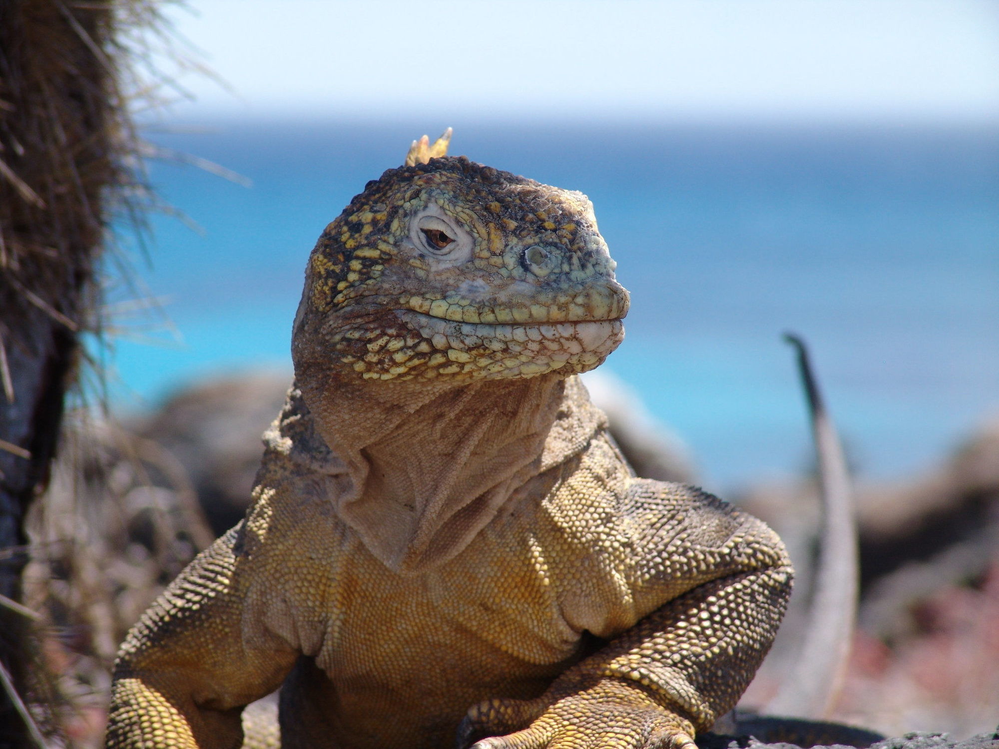 Pikaia Lodge Santa Cruz Island エクステリア 写真