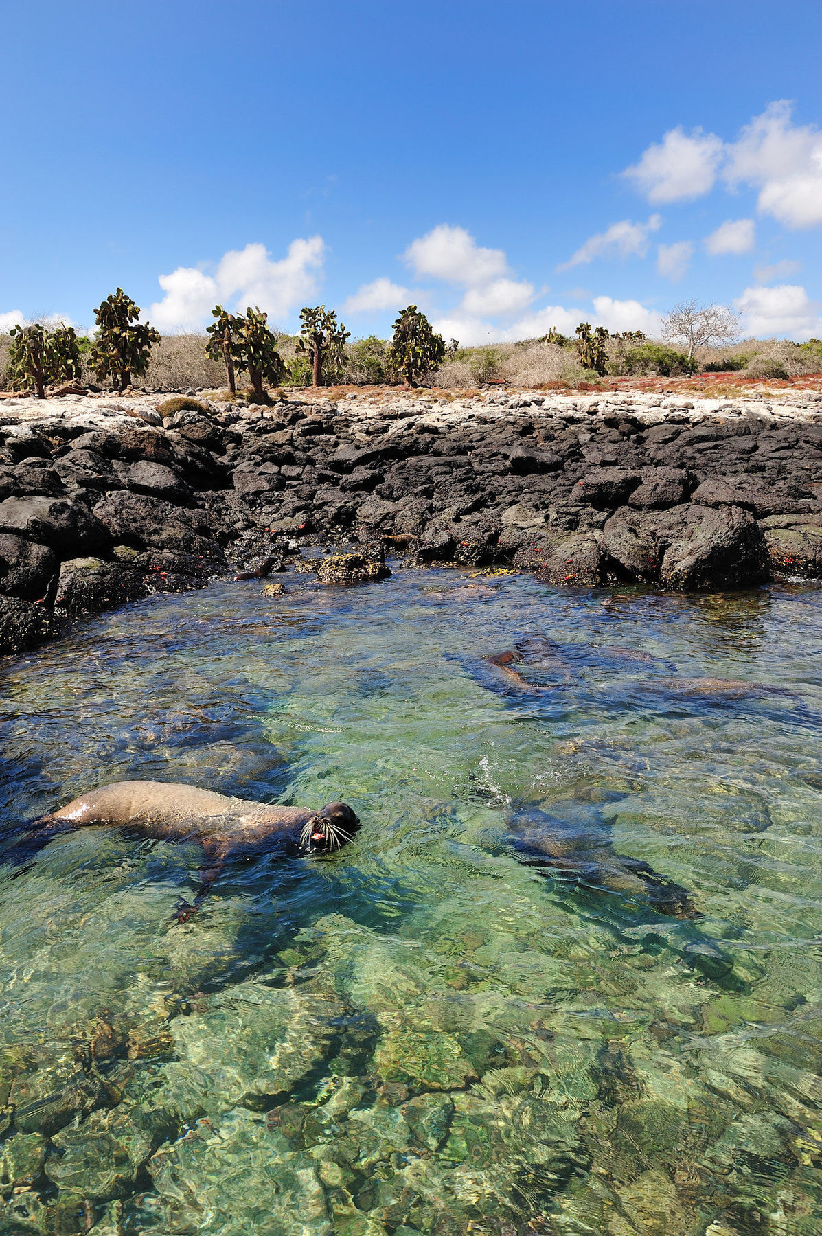 Pikaia Lodge Santa Cruz Island エクステリア 写真